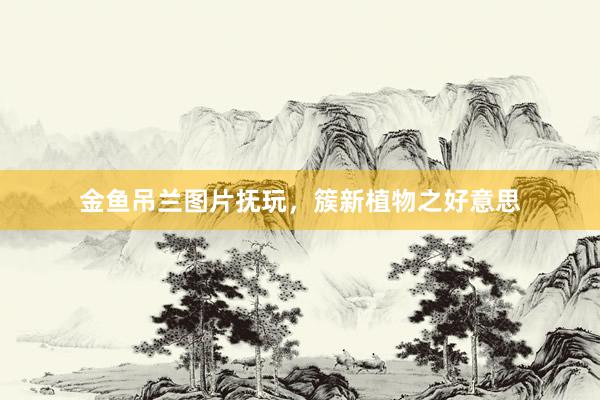 金鱼吊兰图片抚玩，簇新植物之好意思